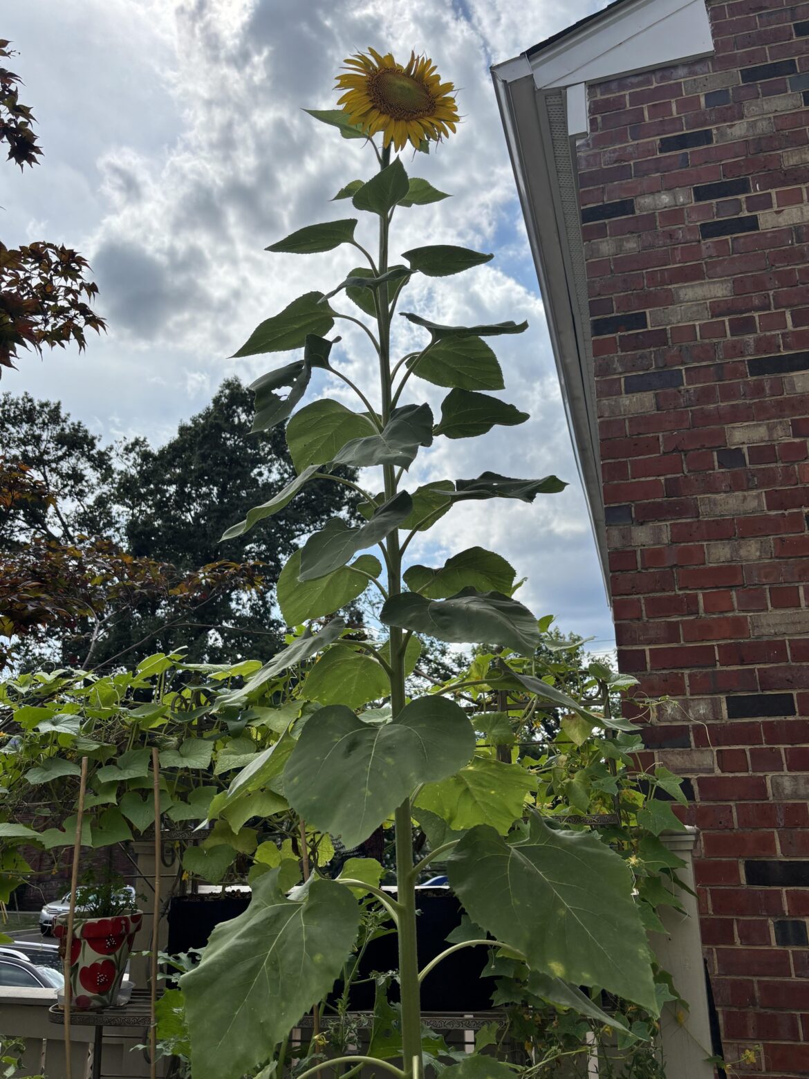 My mammoth sunflower in a 10 gallon pot My mammoth sunflower in a 10 gallon pot