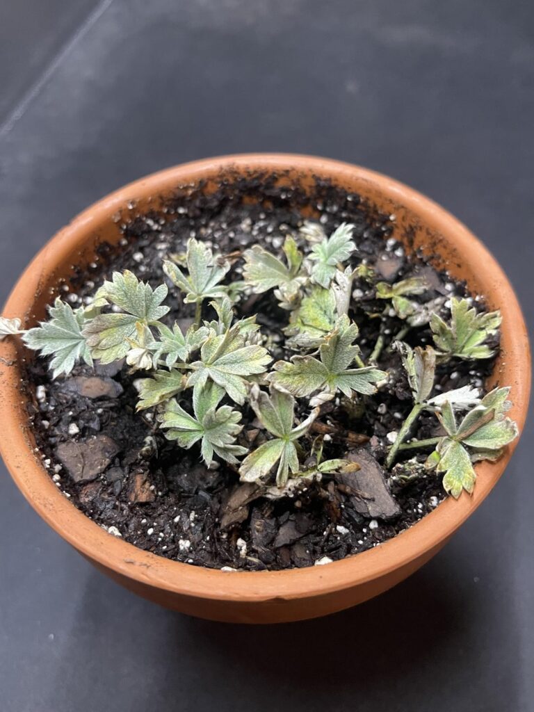 Can someone help me identify this plant?