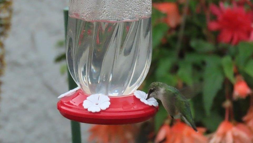  Hummingbird feeders will help attract the tiny birds to your yard. Photo, Maura Hamill
