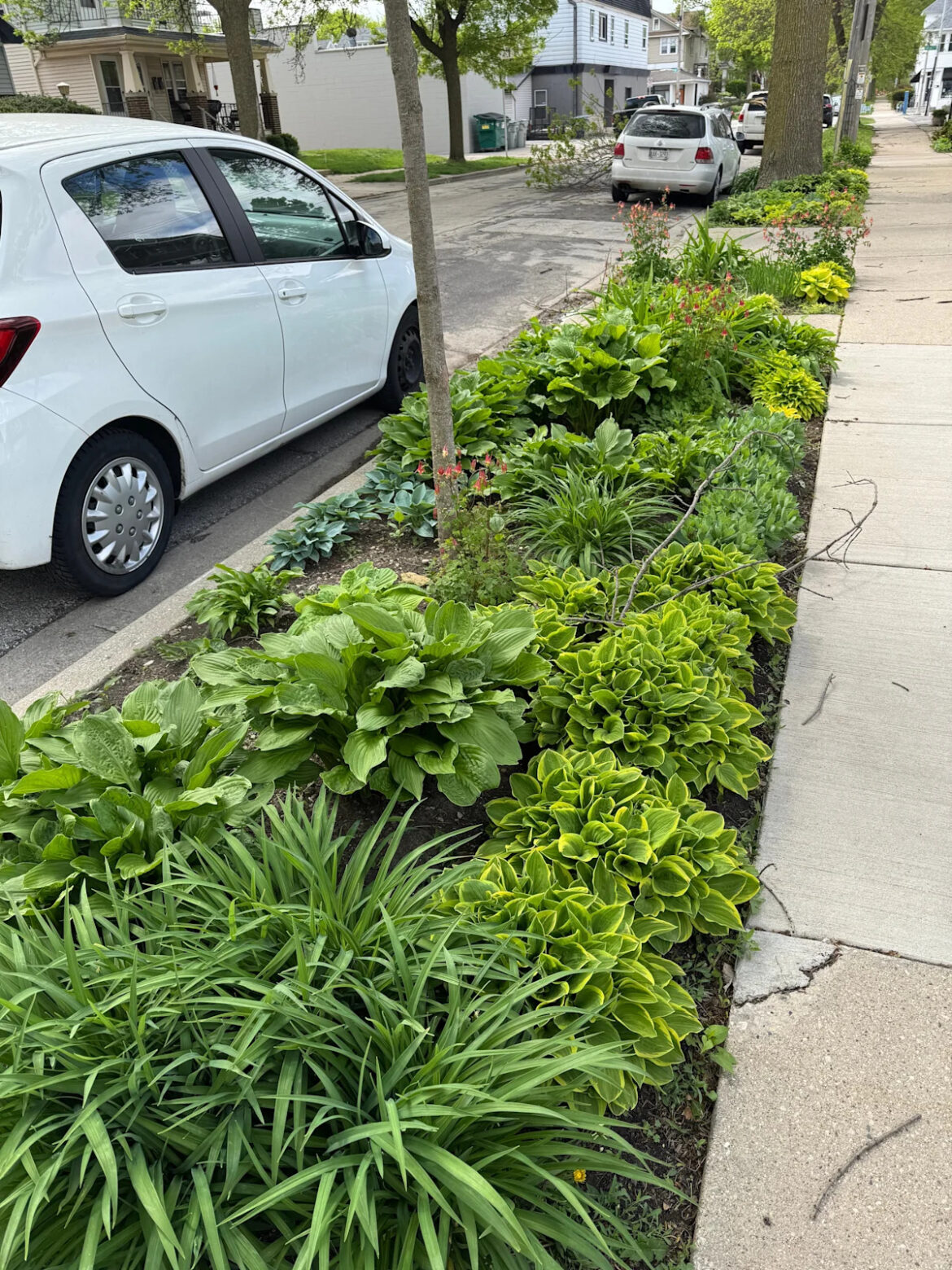 Can I plant flowers in the tree lawn between my sidewalk and the street in Milwaukee? Yahoo news home