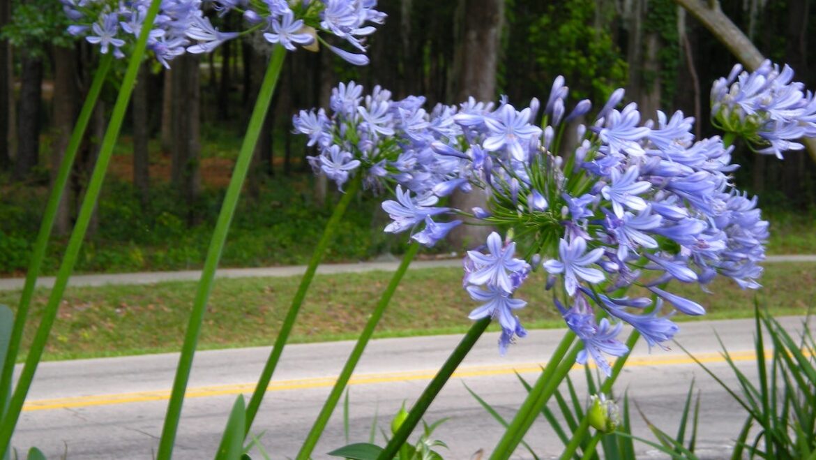 What to do in the Tallahassee garden in July and August What to do in the Tallahassee garden in July and August