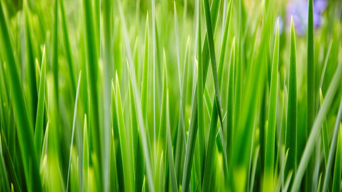 Losing battle? Keeping grass under control in rainy season Losing battle? Keeping grass under control in rainy season