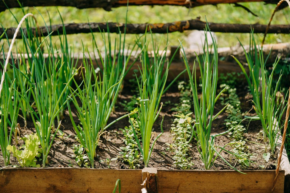 Green onions growing in raised garden bed with wooden frame