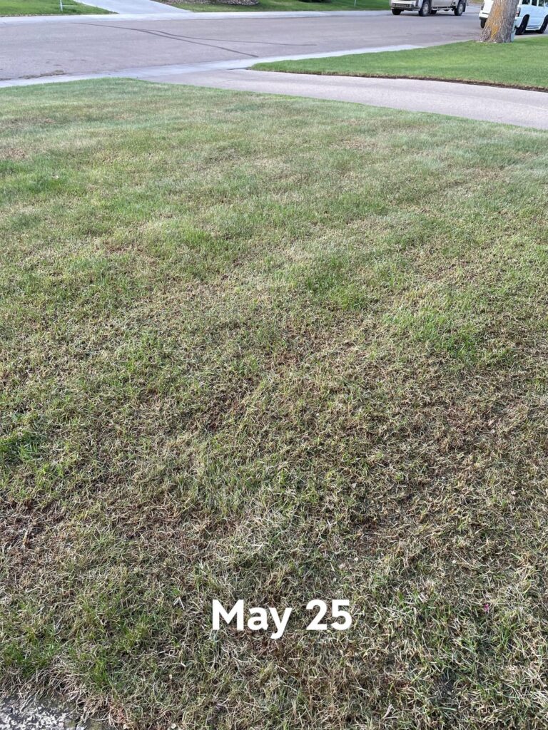 Dethatching Dethatching