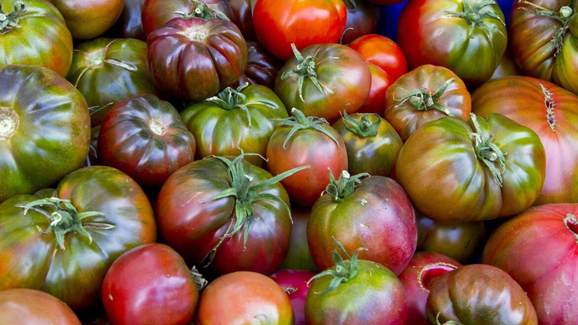 Tips for growing tomatoes in the garden Tips for growing tomatoes in the garden