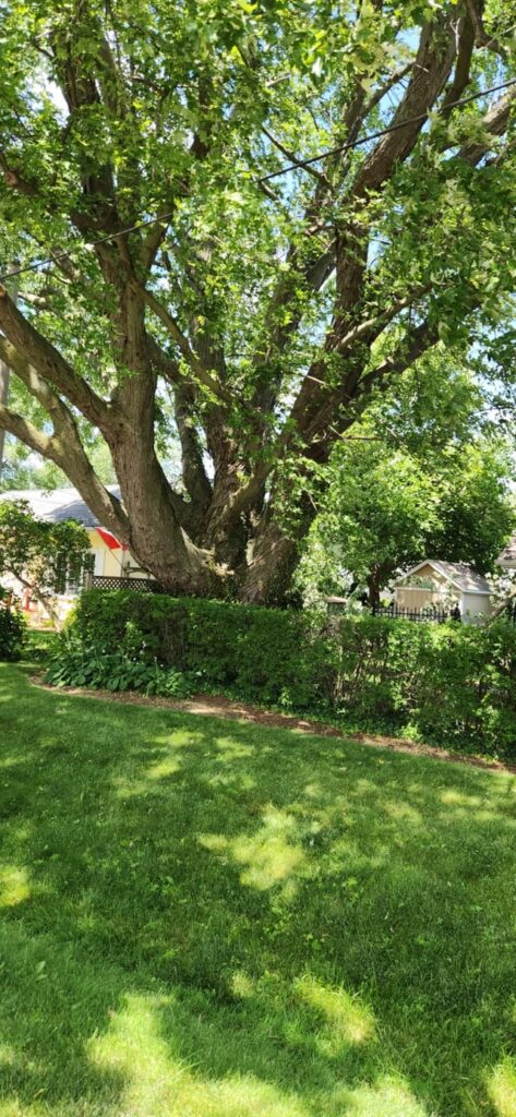 Saying goodbye to this giant maple