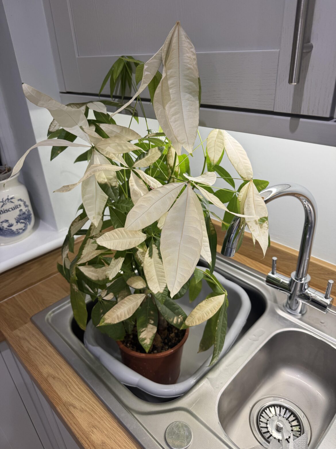 Moved my umbrella plant into the sunshine for 30 minutes.