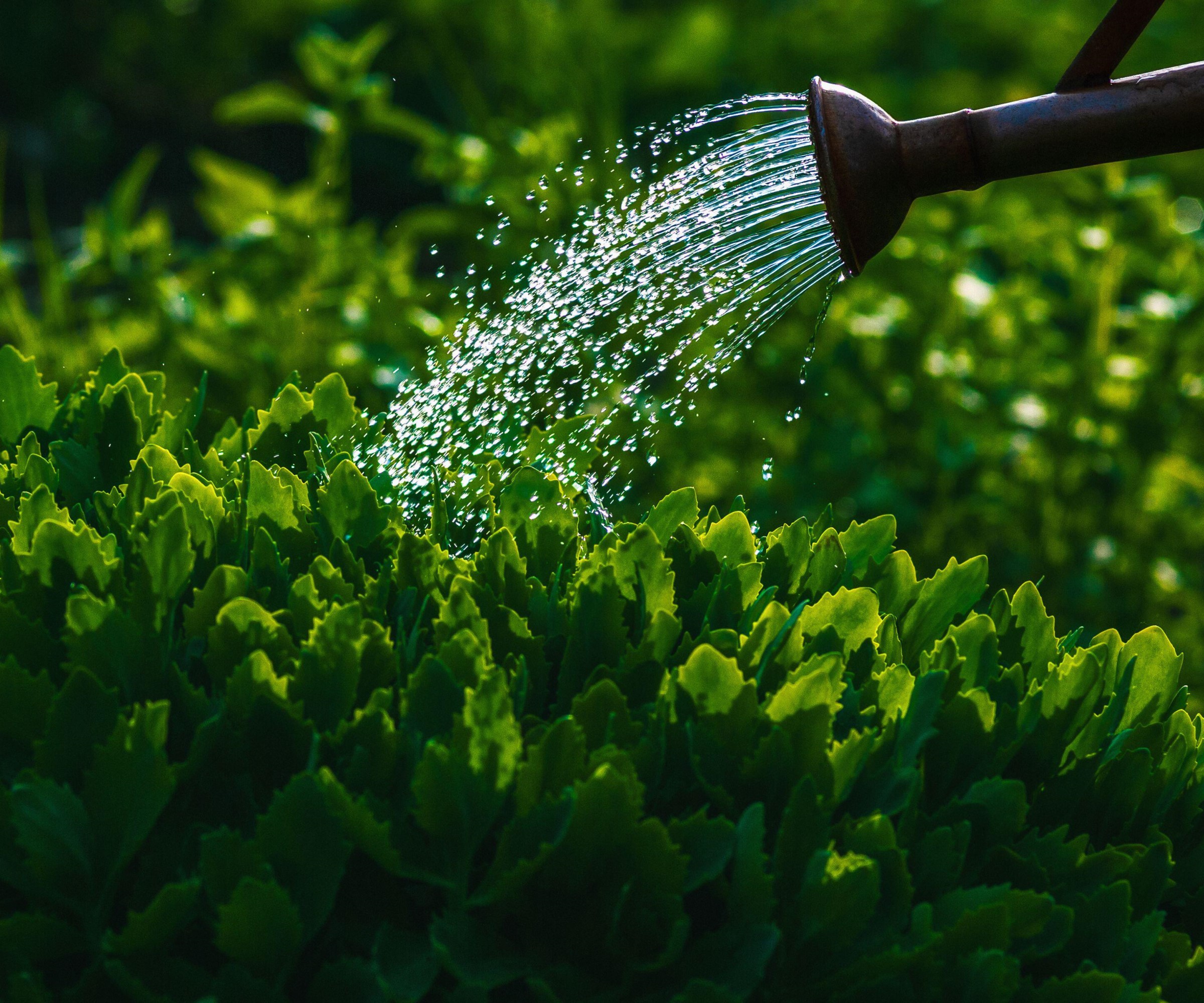 Watering plants with a watering can and a rose