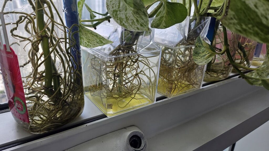 Should I put my pothos in dirt? Should I put my pothos in dirt?