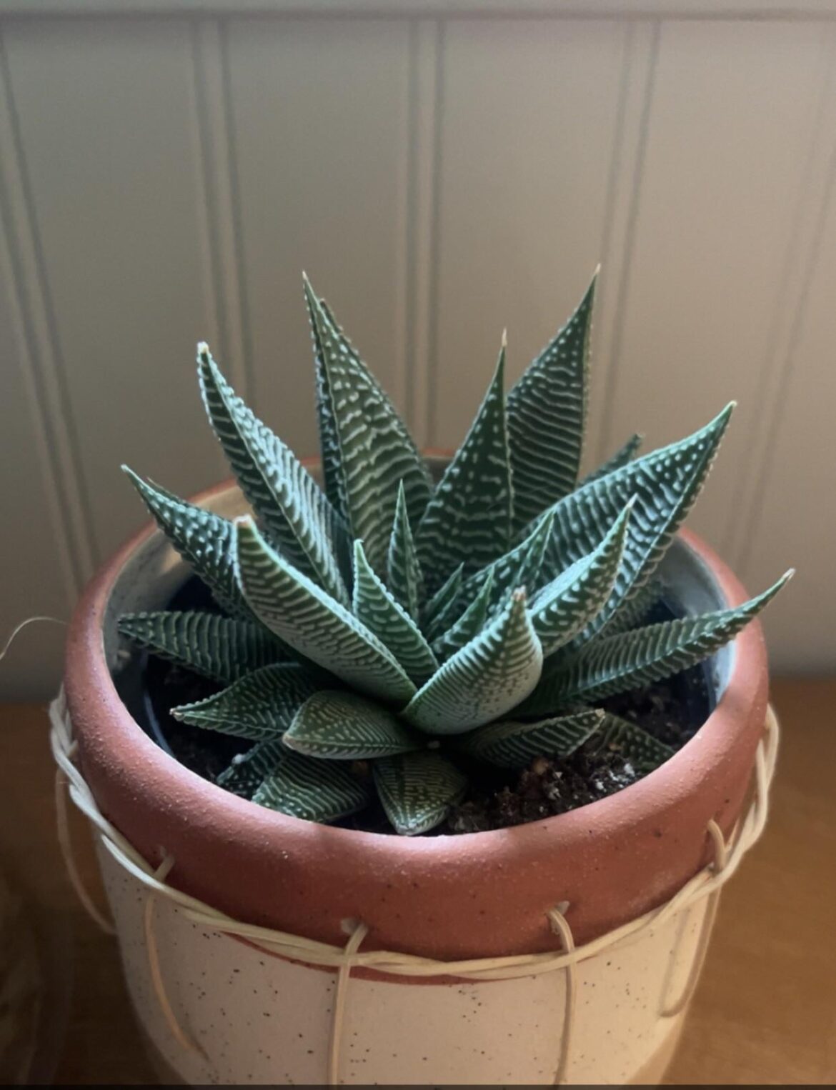 Hi! What kind of haworthia did my friend gift me?
