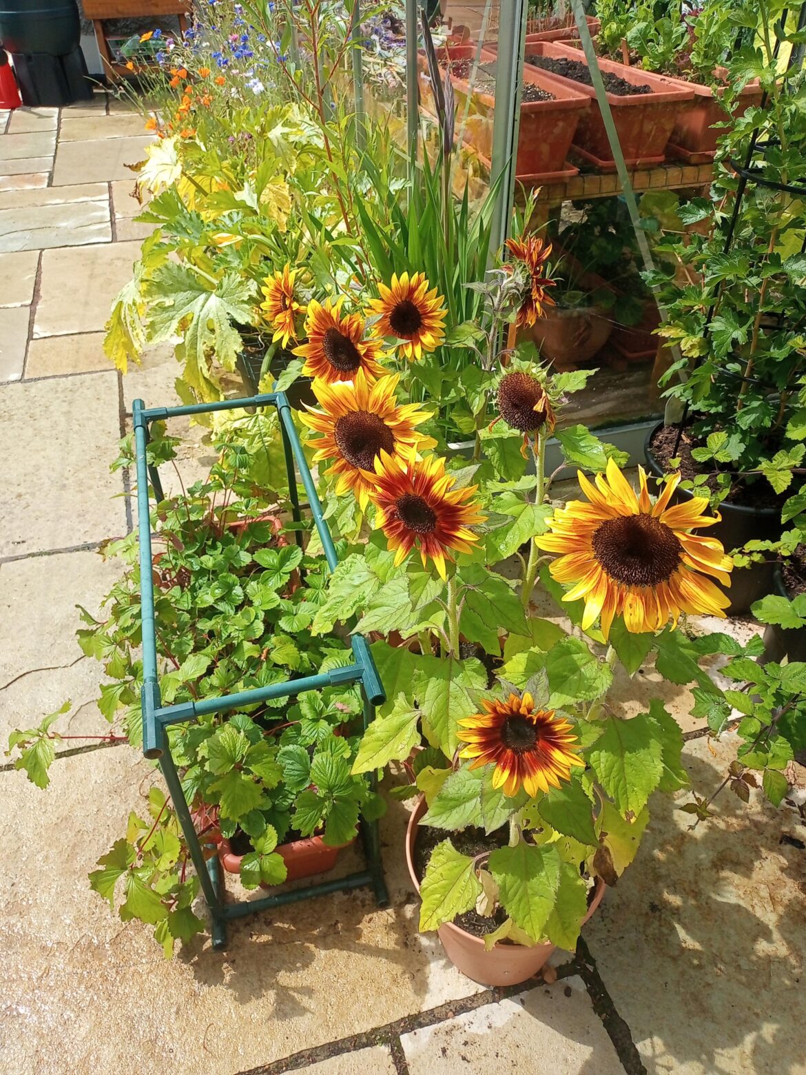 My sunflowers give me such joy.