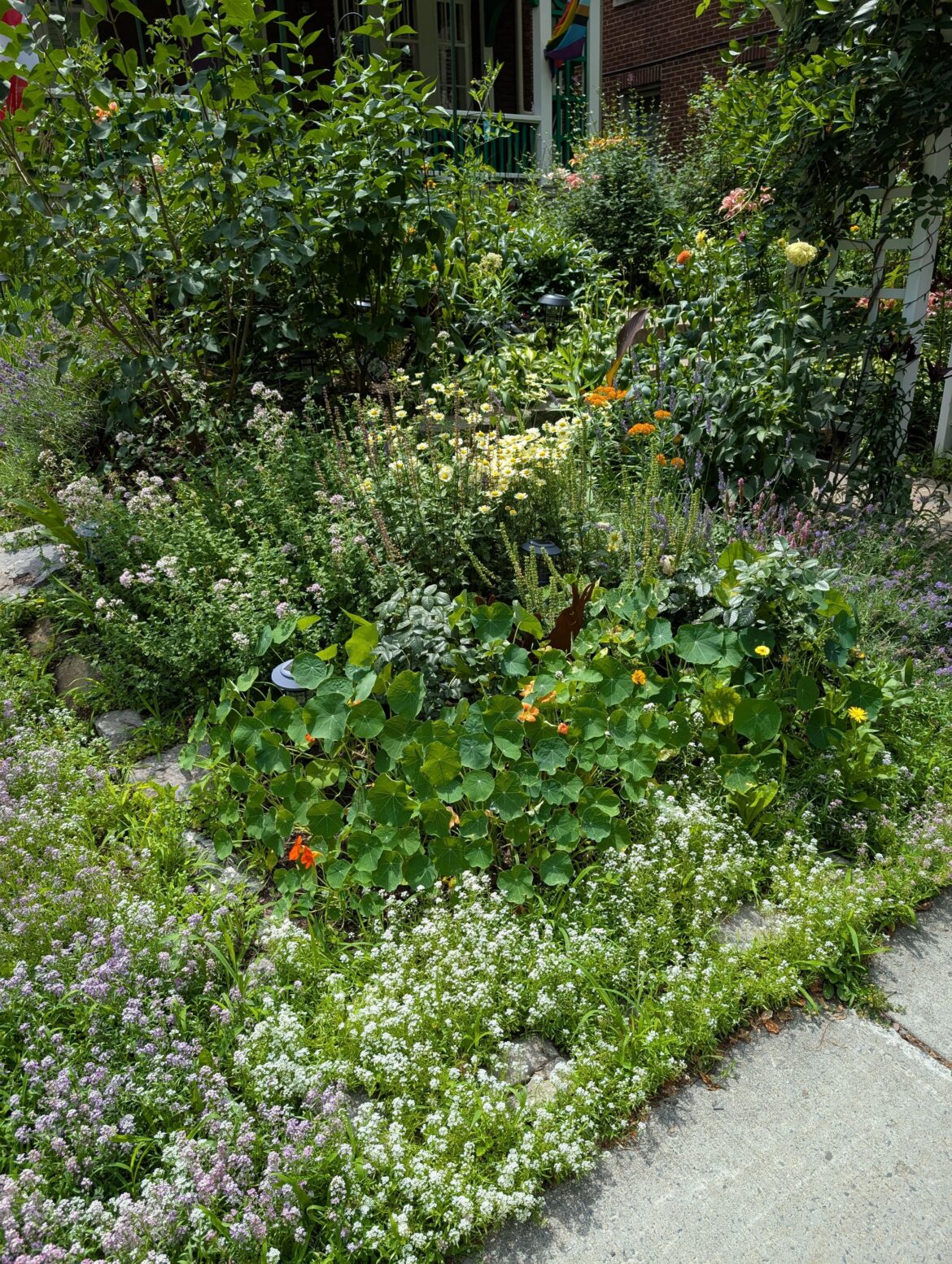 Lawn replacement update!