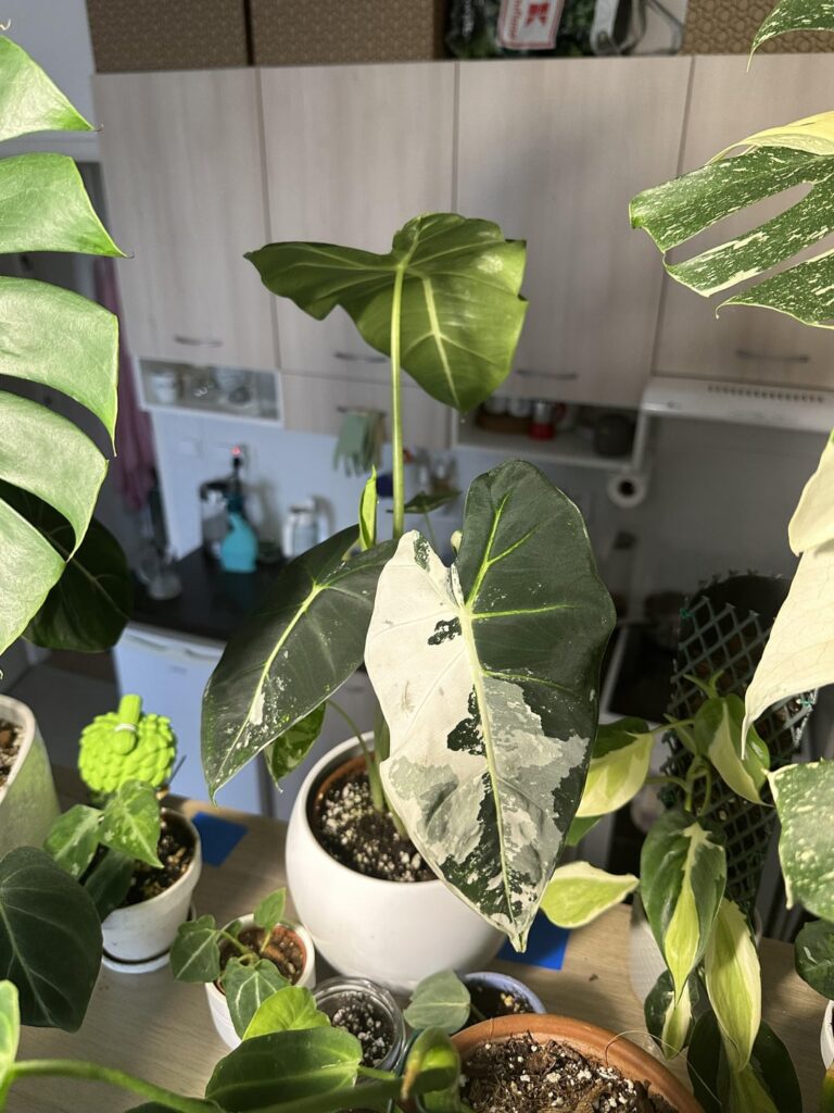 Jackpot in a hobby store? 16euro for this variegated frydek.