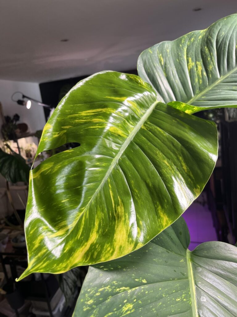 I thought you guys would appreciate this, I finally got a fenestration on my indoor pothos!