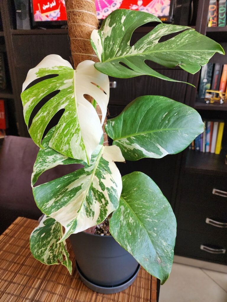 Scored a monstera albo for $25 !!