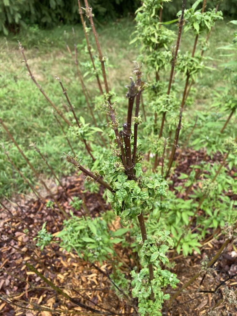 Looking to bring my red-twig dogwood back to health-help 🙏