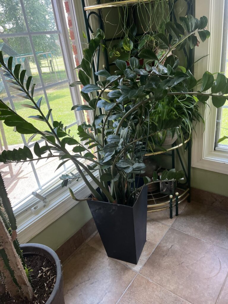 My large ZZ plant is blooming. Does it need any special aftercare?