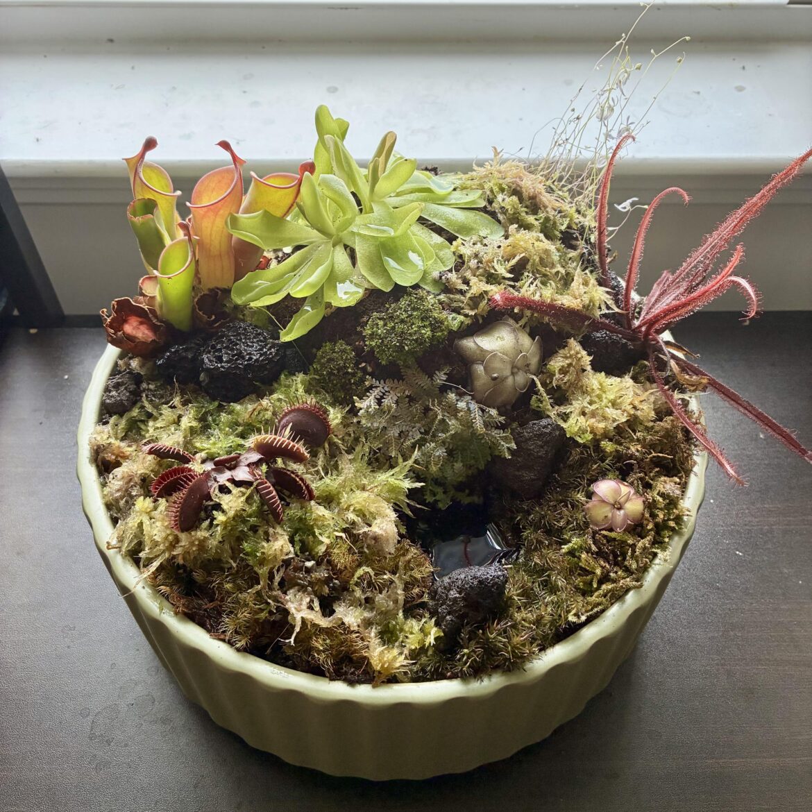 Had the pleasure of attending the SE Plant Show this year and finally built my own savage garden!