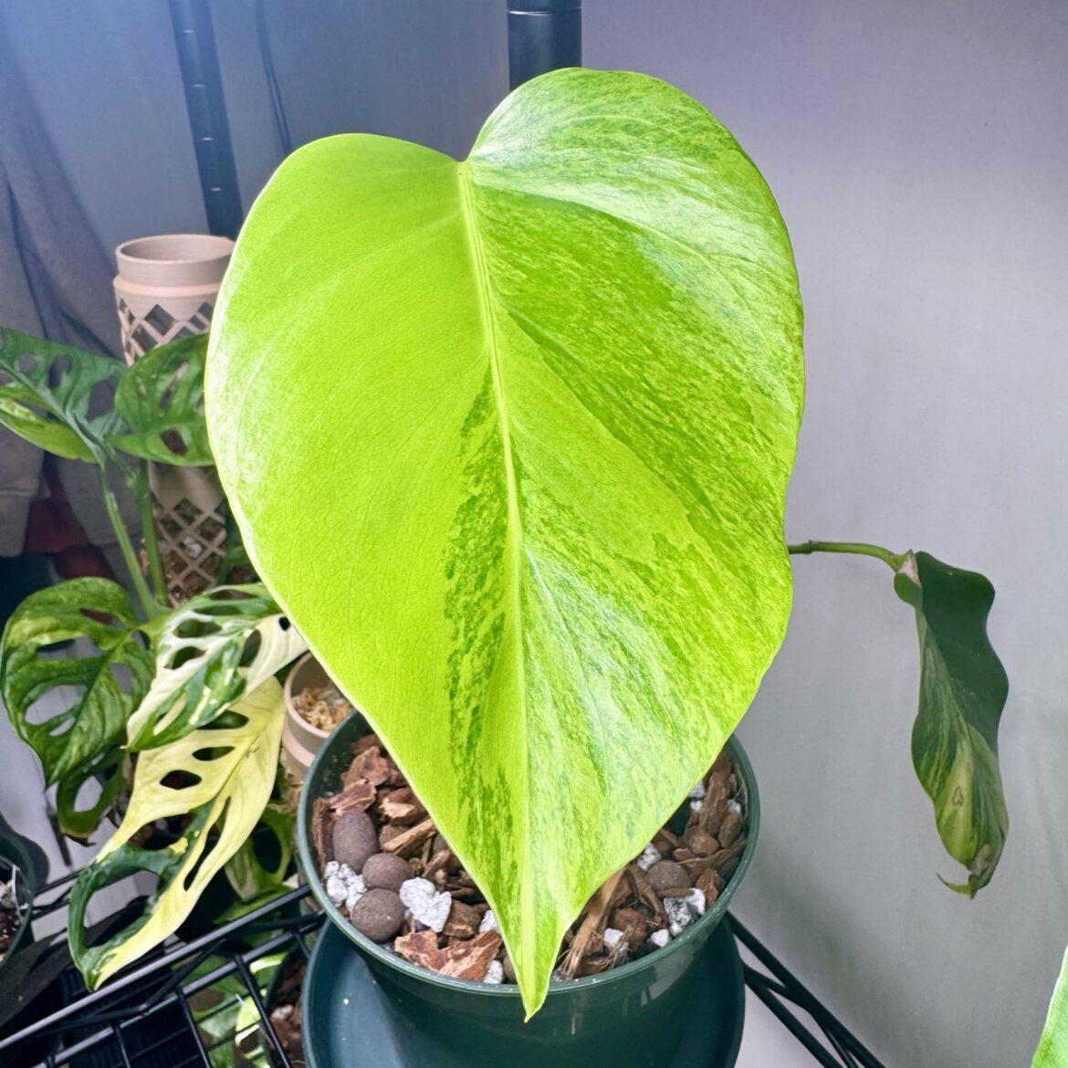 Stunning M. deliciosa ‘Aurea’