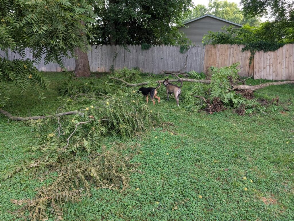 Black Walnut Dropping Limbs