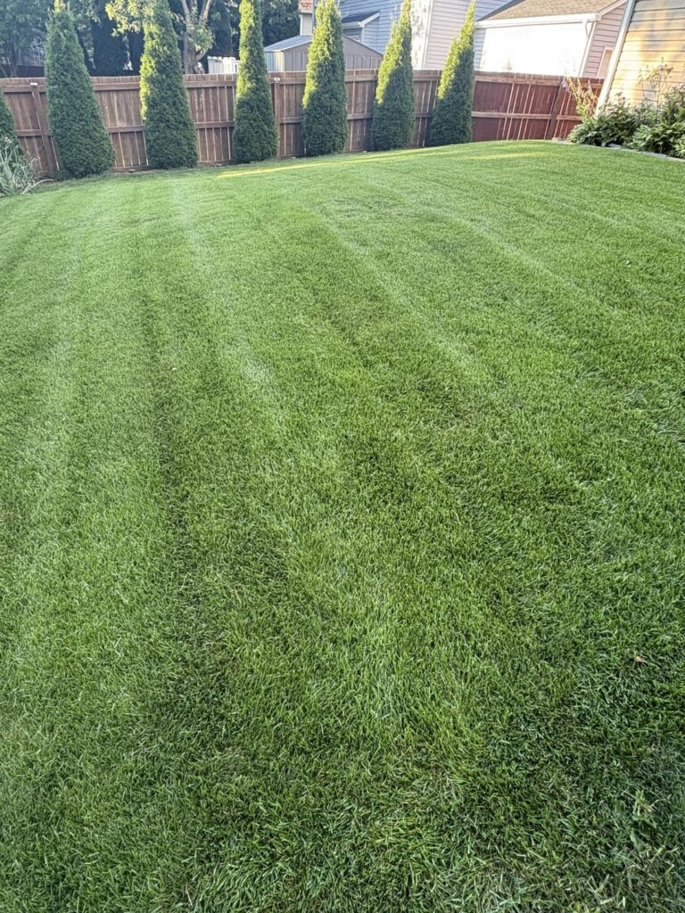 For people struggling with dying grass