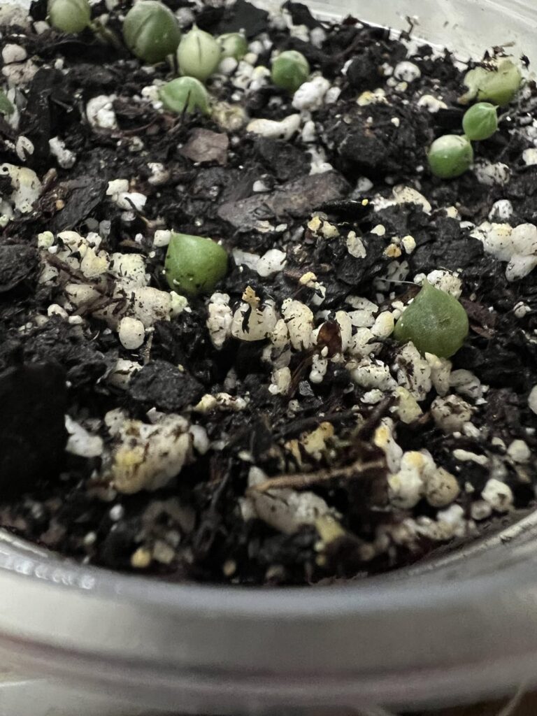 Sunburned 7yo SOP has 2 pearls left. I think they may have rooted!!