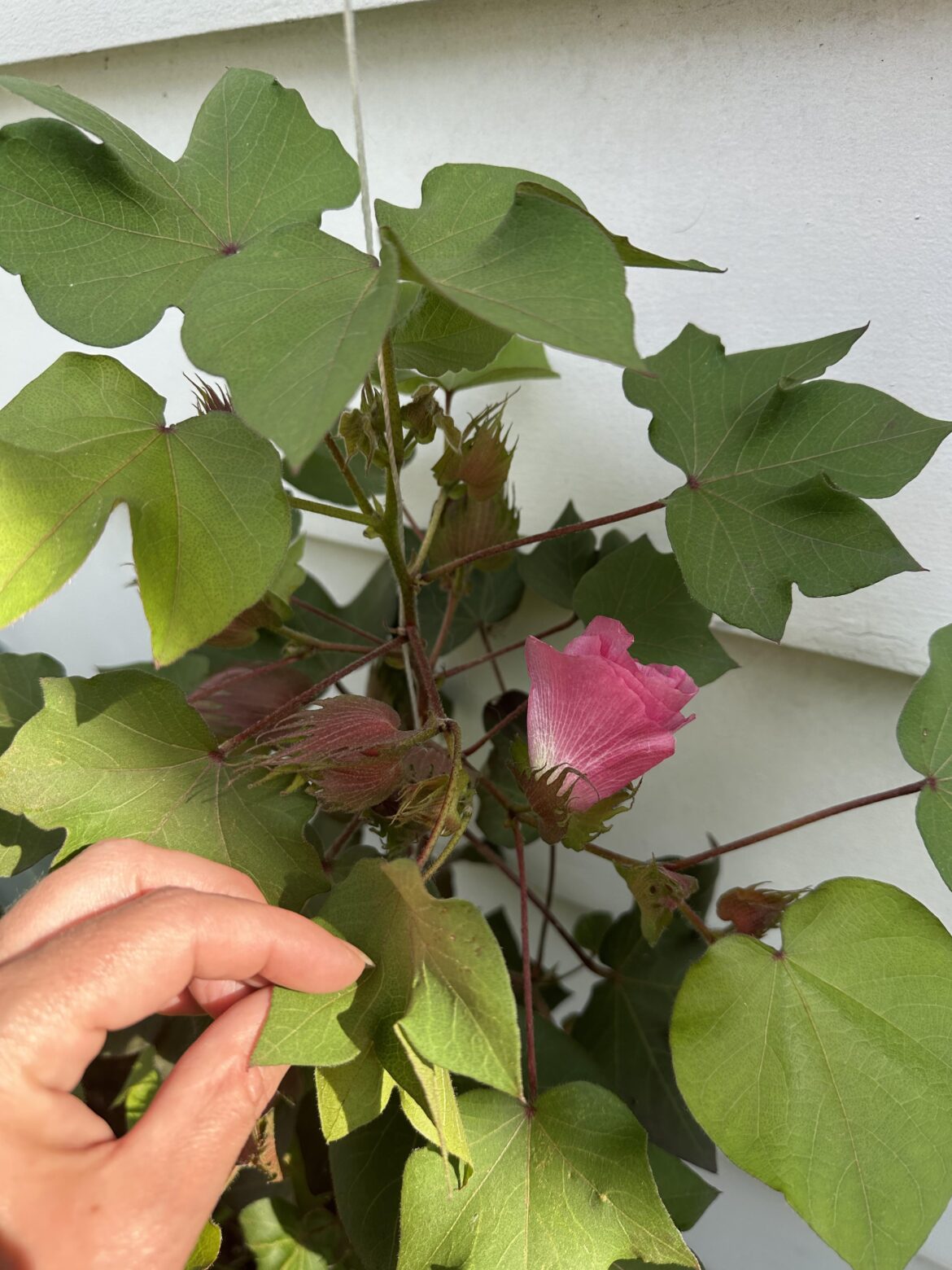 My cotton plant has had flowers blooming daily 🥰