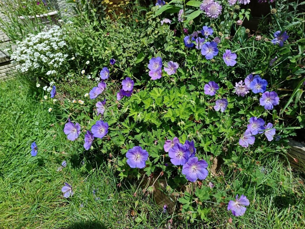 Geranium Rozanne appreciation