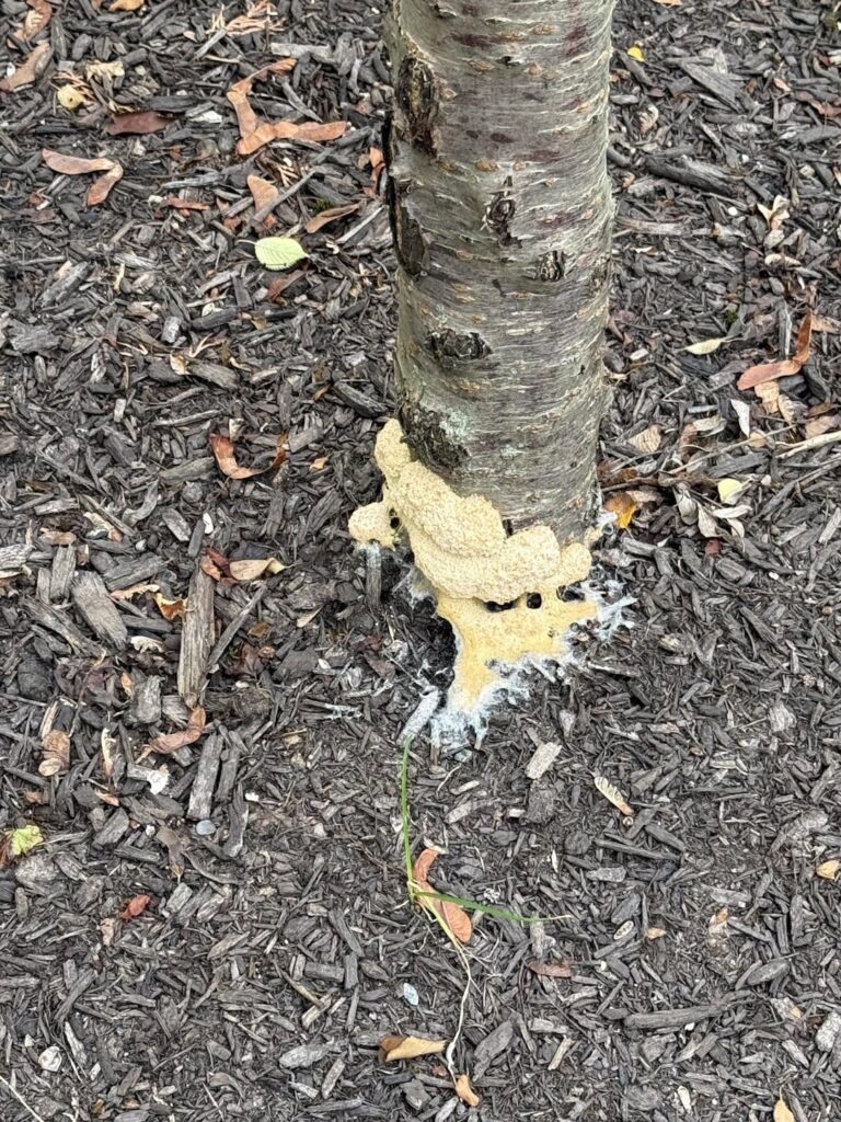 What is this growing on my tree!?