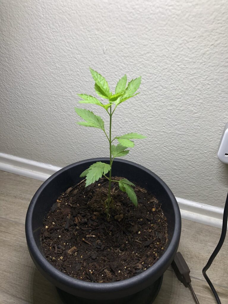 Once upon a time I found a seed in my weed...