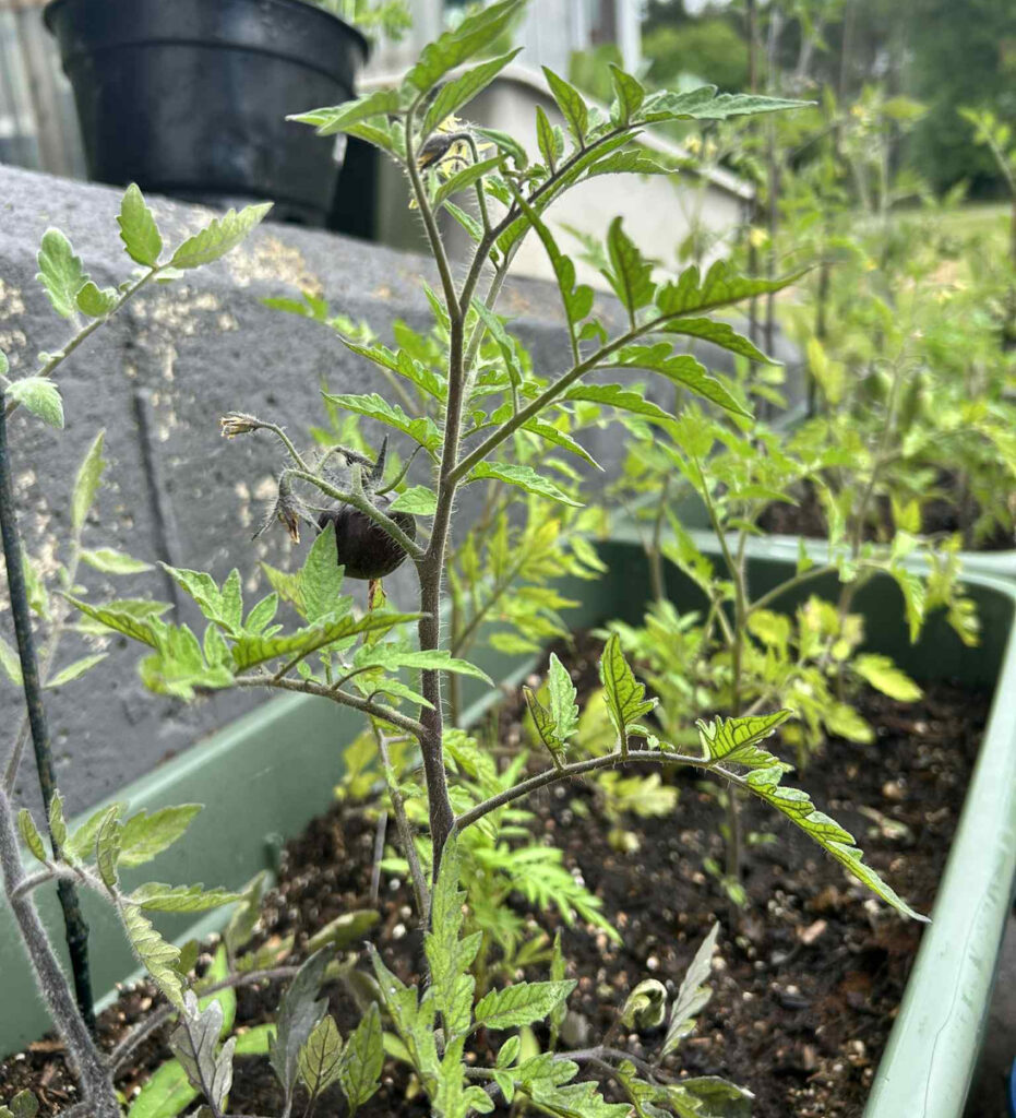 Why Maine’s rollercoaster spring killed your garden plants Why Maine’s rollercoaster spring killed your garden plants