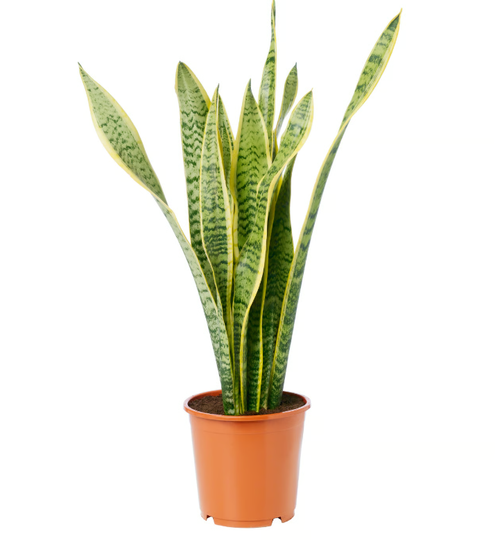 A mother-in-law's tongue in a pot from the Ikea website. 