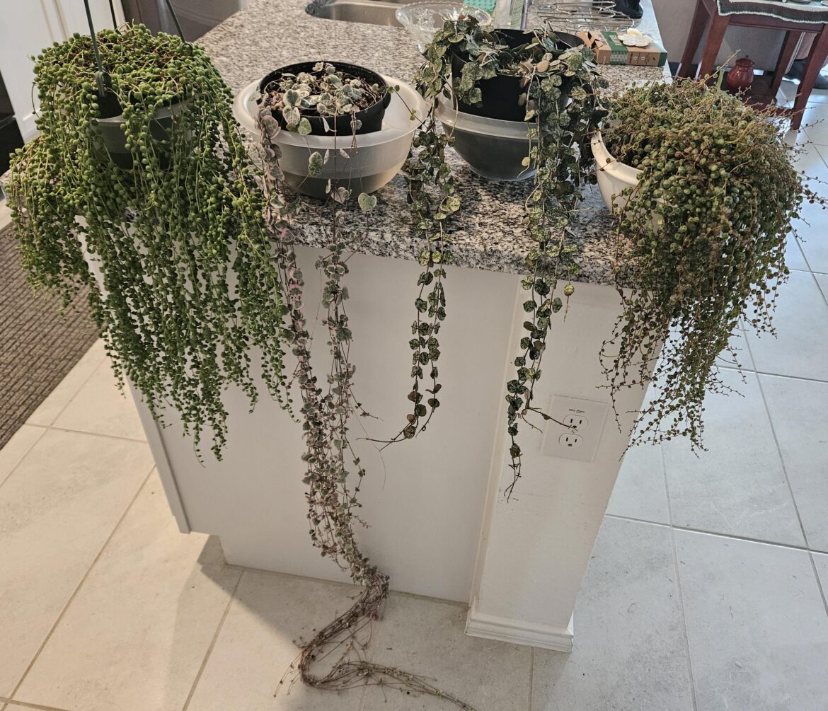 String of Watering Day ❤️🛁