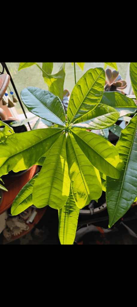 My money tree grew 7 leaves!! My money tree grew 7 leaves!!