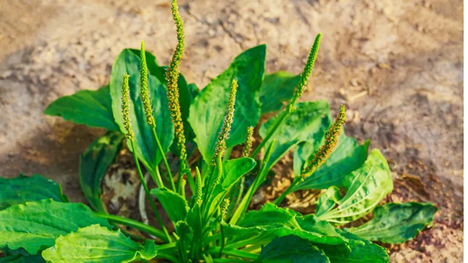 Plantain flowering plant on sandy soil. Plantago major (broadleaf plantain, white man's foot, greater plantain, plantago lanceolata, plantaginaceae)
