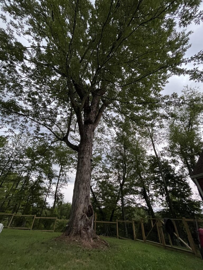 Is my tree going to be ok? Is my tree going to be ok?