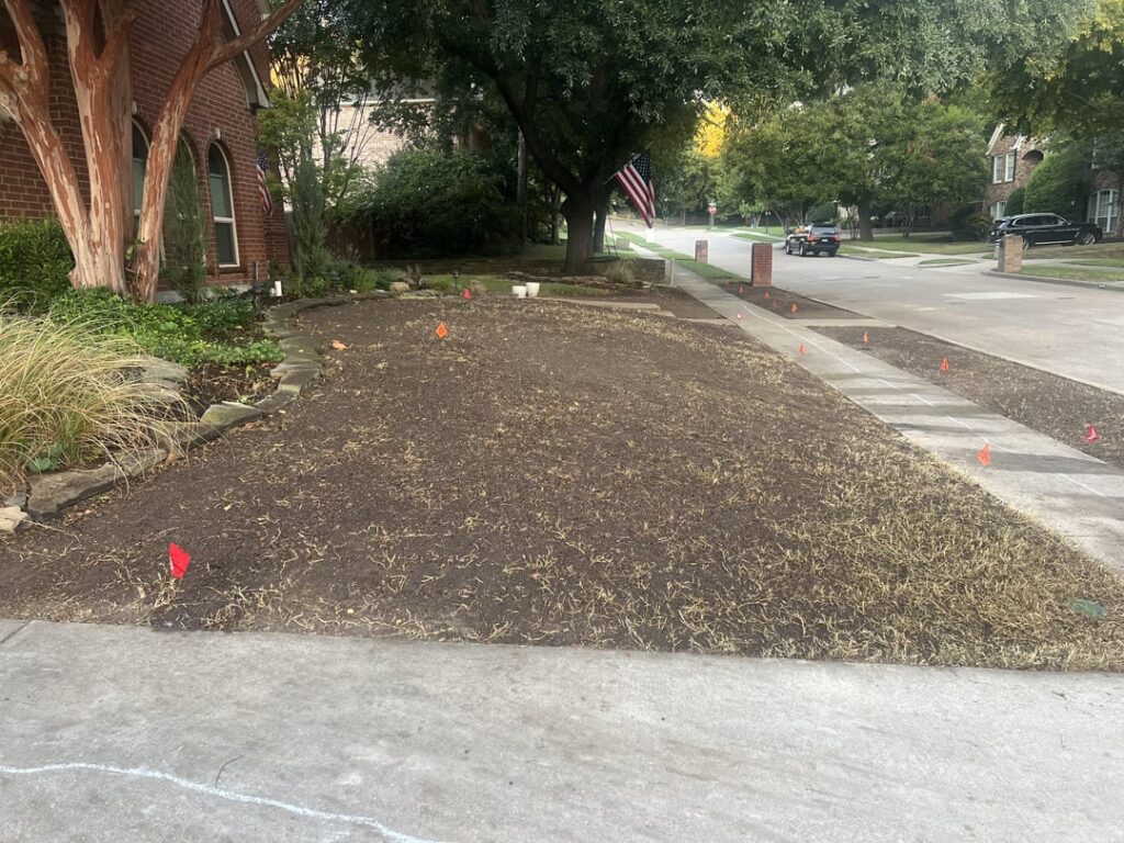 Zoysia Recovery Zoysia Recovery