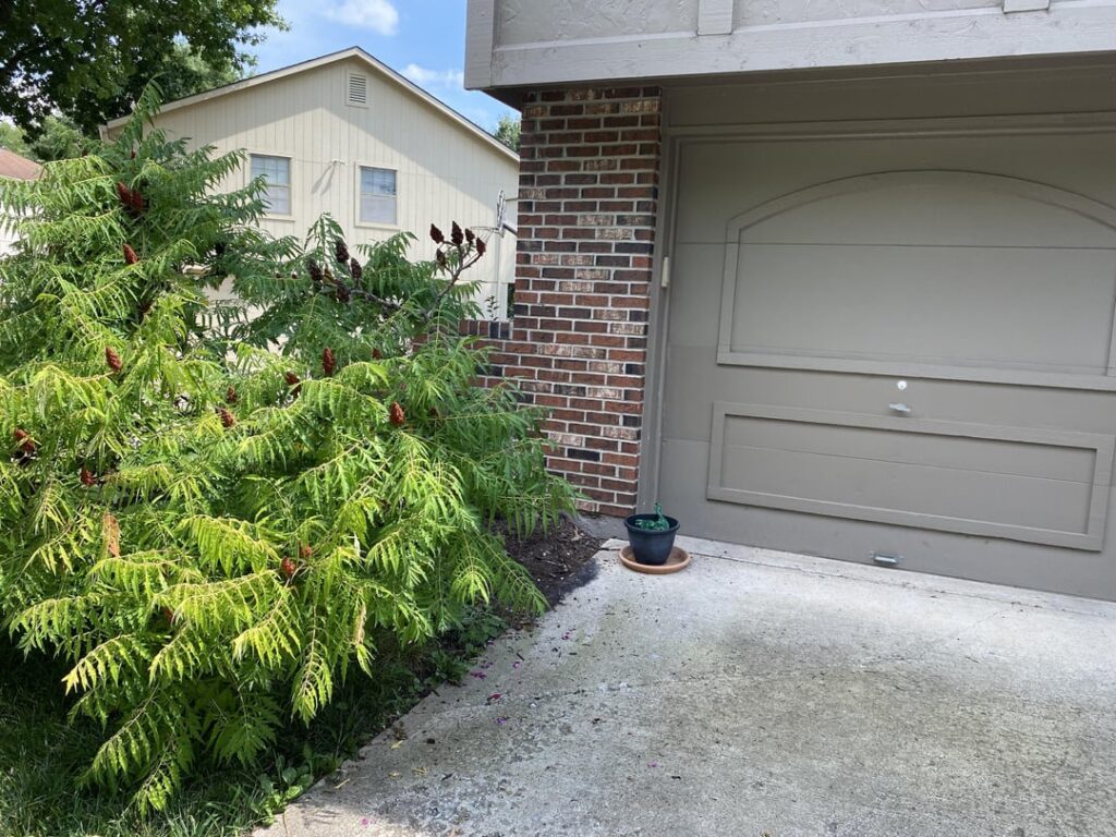 This tree appeared to be just fine when I moved in a year ago, but I went outside the other day and it looks like it tried to jump out of the ground. What really happened, and is it salvageable?