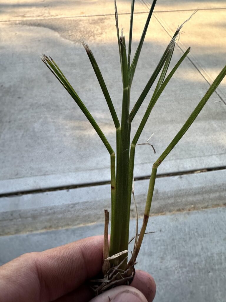 Weird looking grasses growing randomly in my yard.