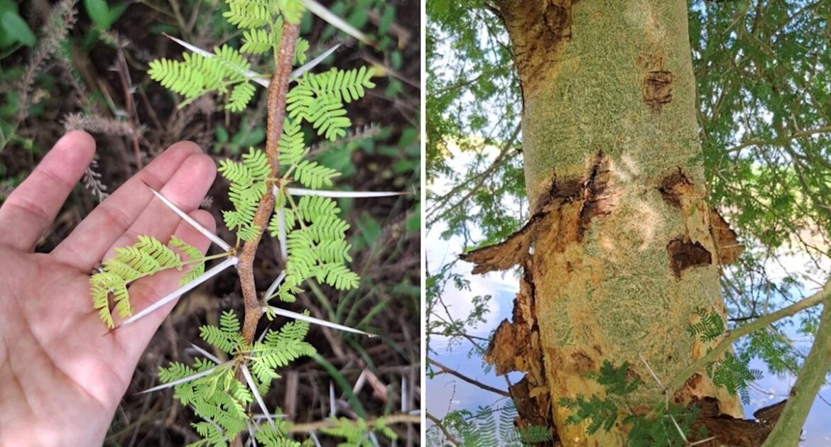 Property owners warned after council finds ‘significant’ invasive weed in Aussie garden Property owners warned after council finds 'significant' invasive weed in Aussie garden