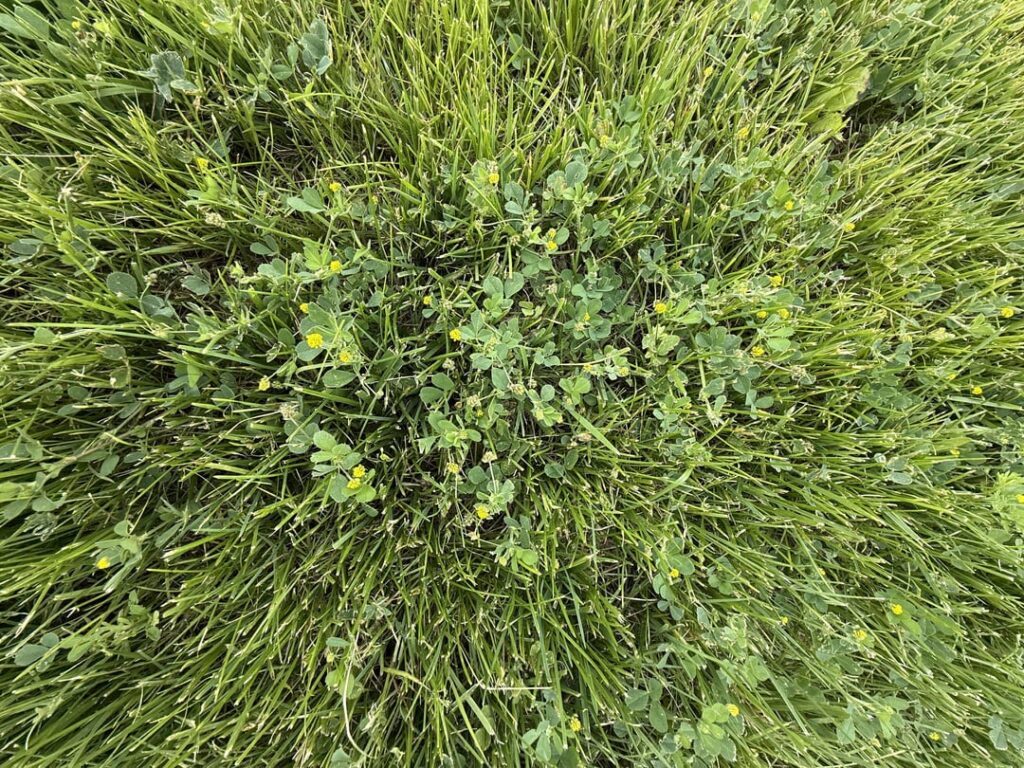These yellow flowers are popping up all over newly seeded lawn. Am I cooked? These yellow flowers are popping up all over newly seeded lawn. Am I cooked?