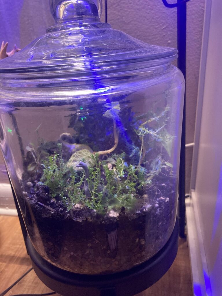 new terrarium