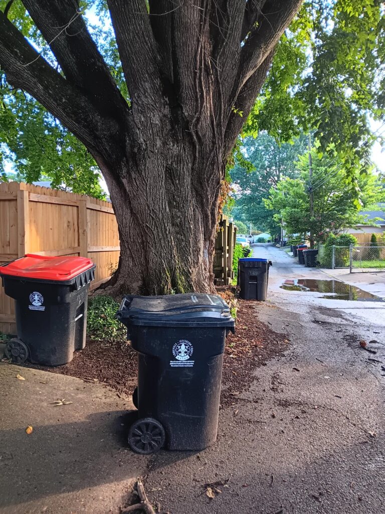 This by far has to be the oldest sugar hackberry tree I've ever seen