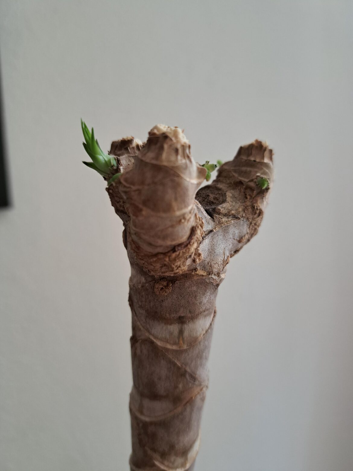 Keeping a stick as a pet for 3 months has finally paid off 🥰