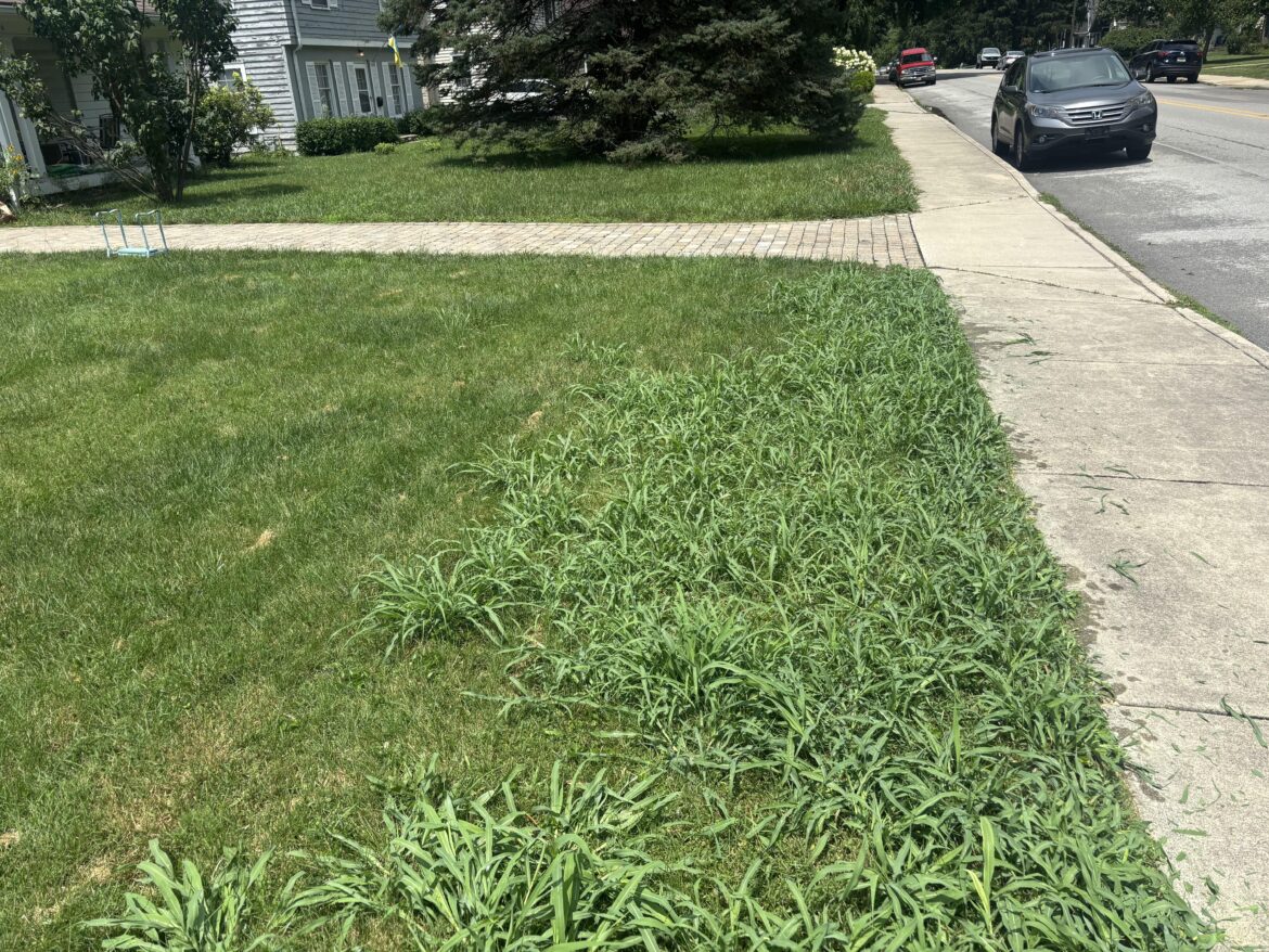 Any advice on getting rid of the crab grass? Any advice on getting rid of the crab grass?