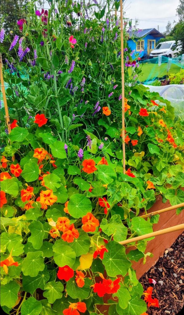 Nasturtiums and sweet peas flying it anyways π Nasturtiums and sweet peas flying it anyways π