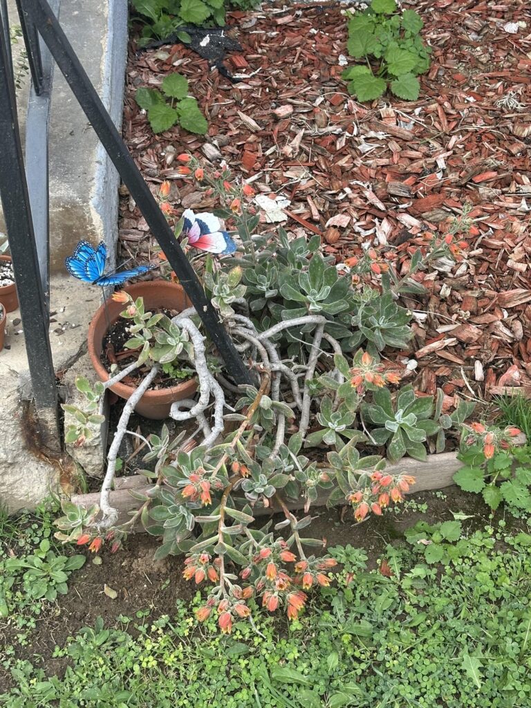 I love when my echeveria flowers