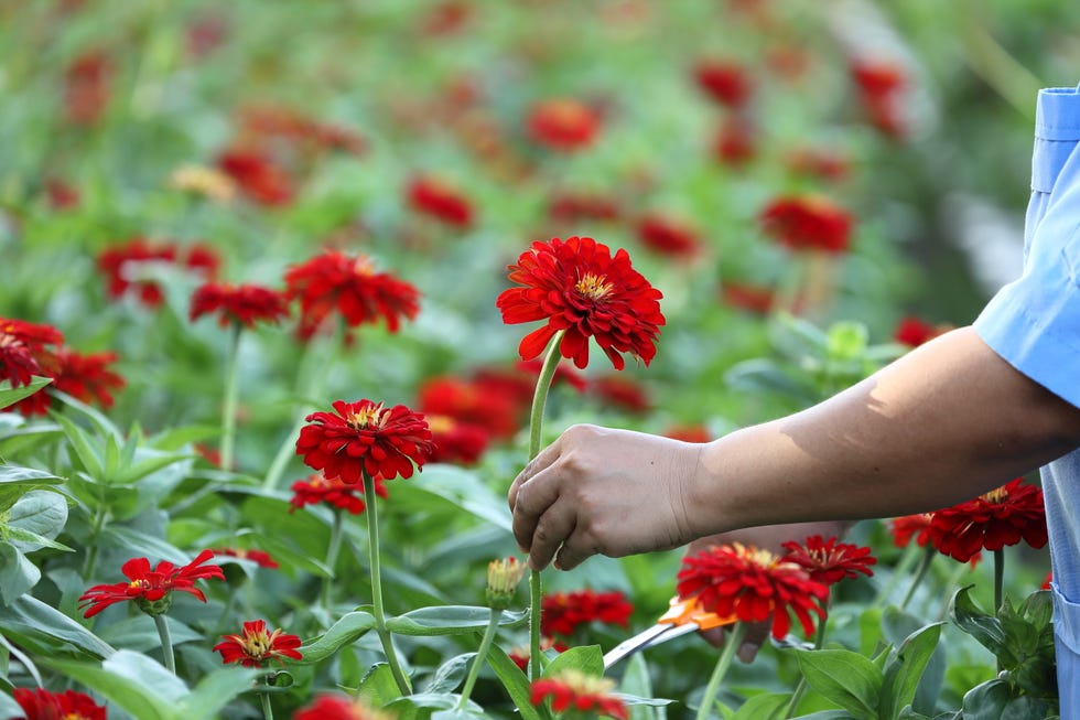 Gardener cutting red zinnia flower for house and indoor decoration