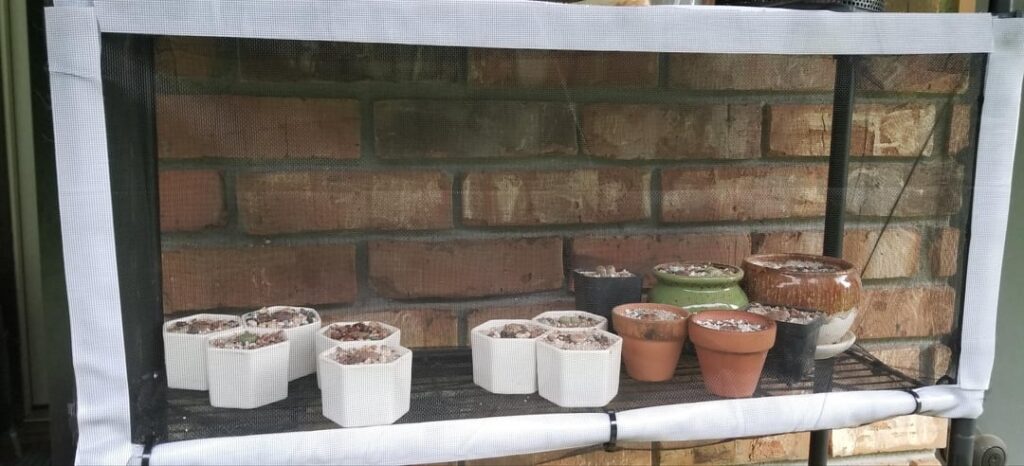 Made a cage for my lithops Made a cage for my lithops