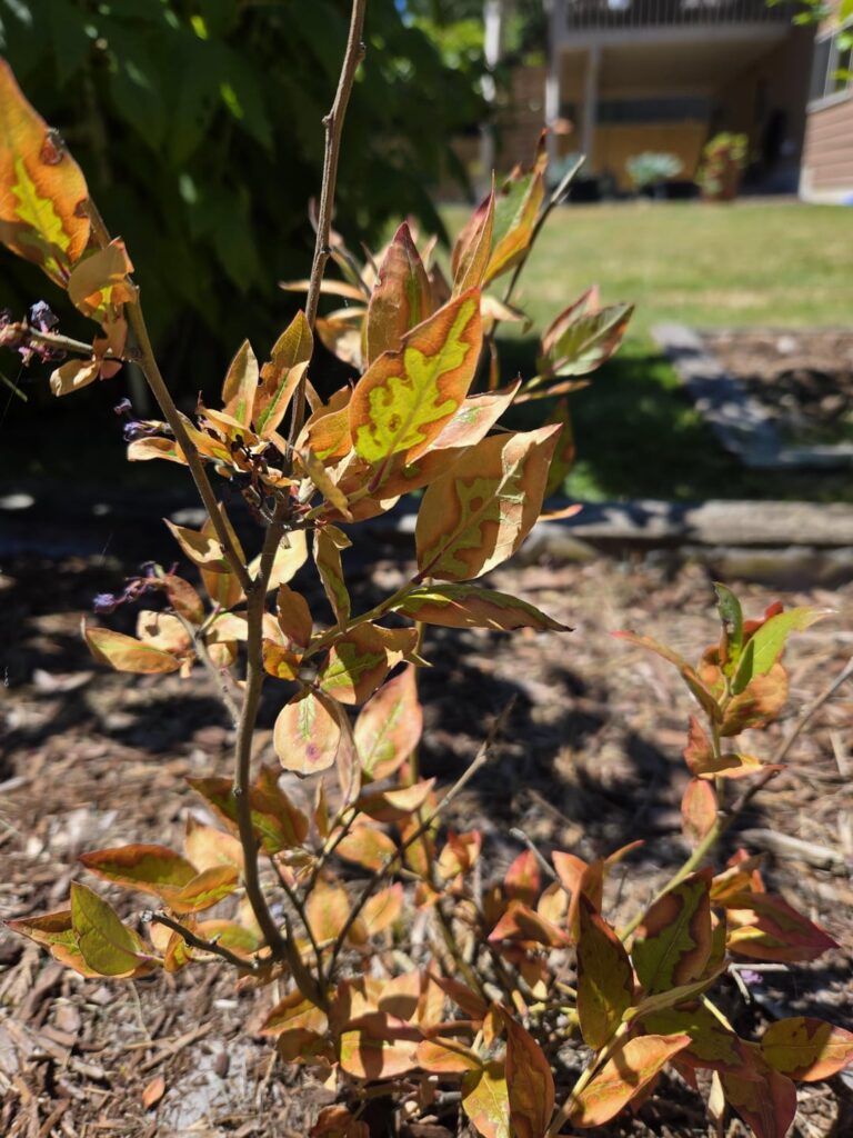 Does anyone know why my blueberry looks like this?